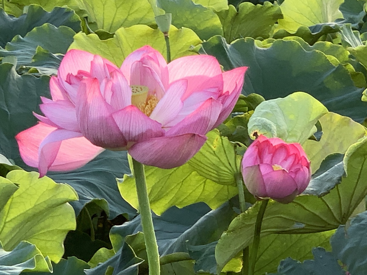 2020627日云南澄江抚仙湖边的荷花