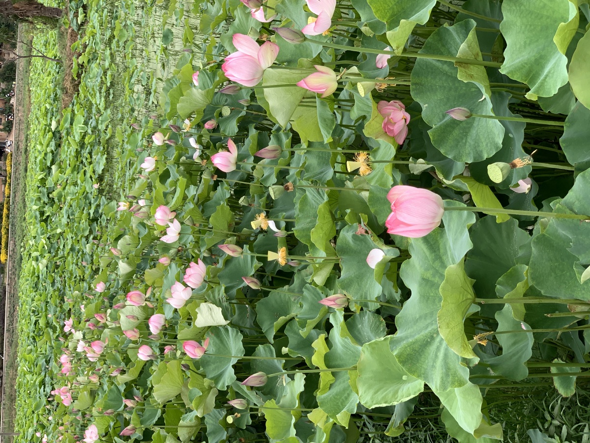 2020627日云南澄江抚仙湖边的荷花