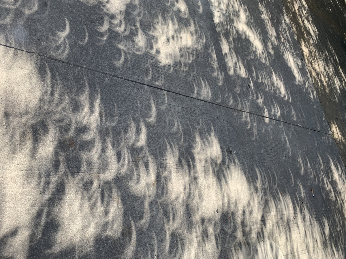 日食下树叶的影子