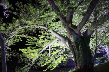 湖畔.璨灯灯火.成荫巨木