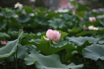 圆明园的荷