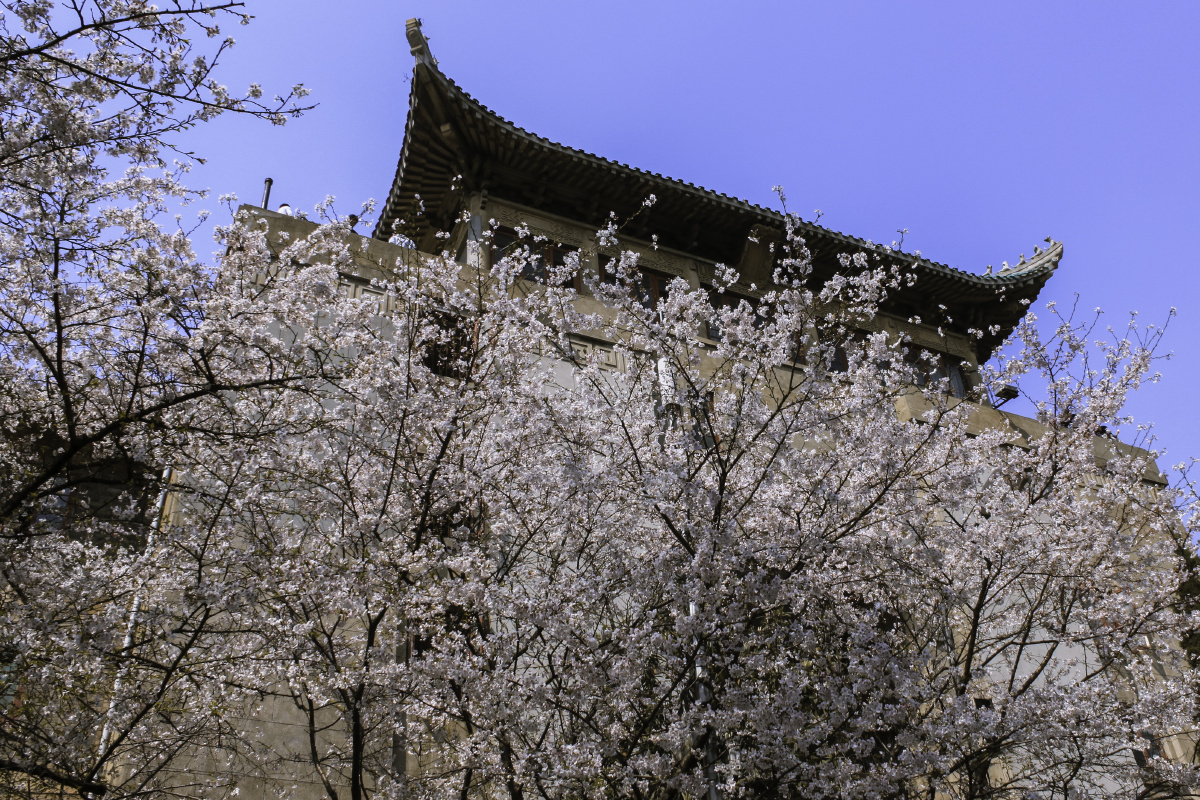 湖北武汉武汉大学樱花园
