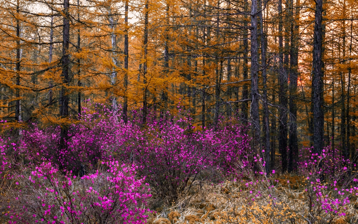 内蒙古兴安盟阿尔山兴安杜鹃