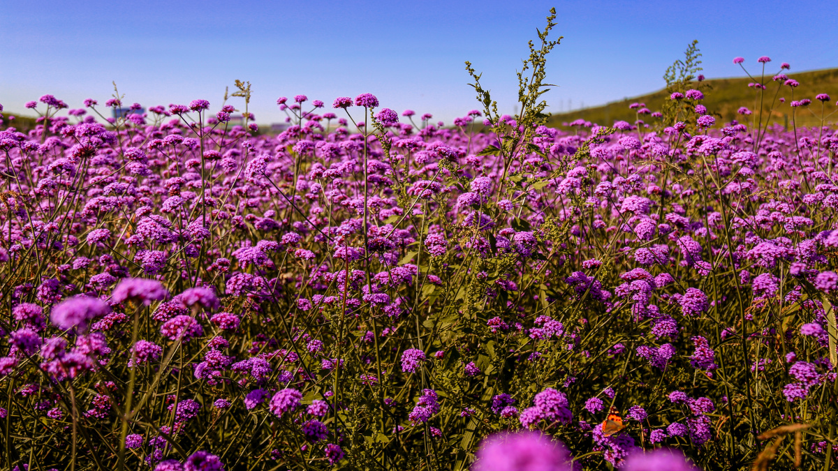 河北张家口草原天路马鞭草田
