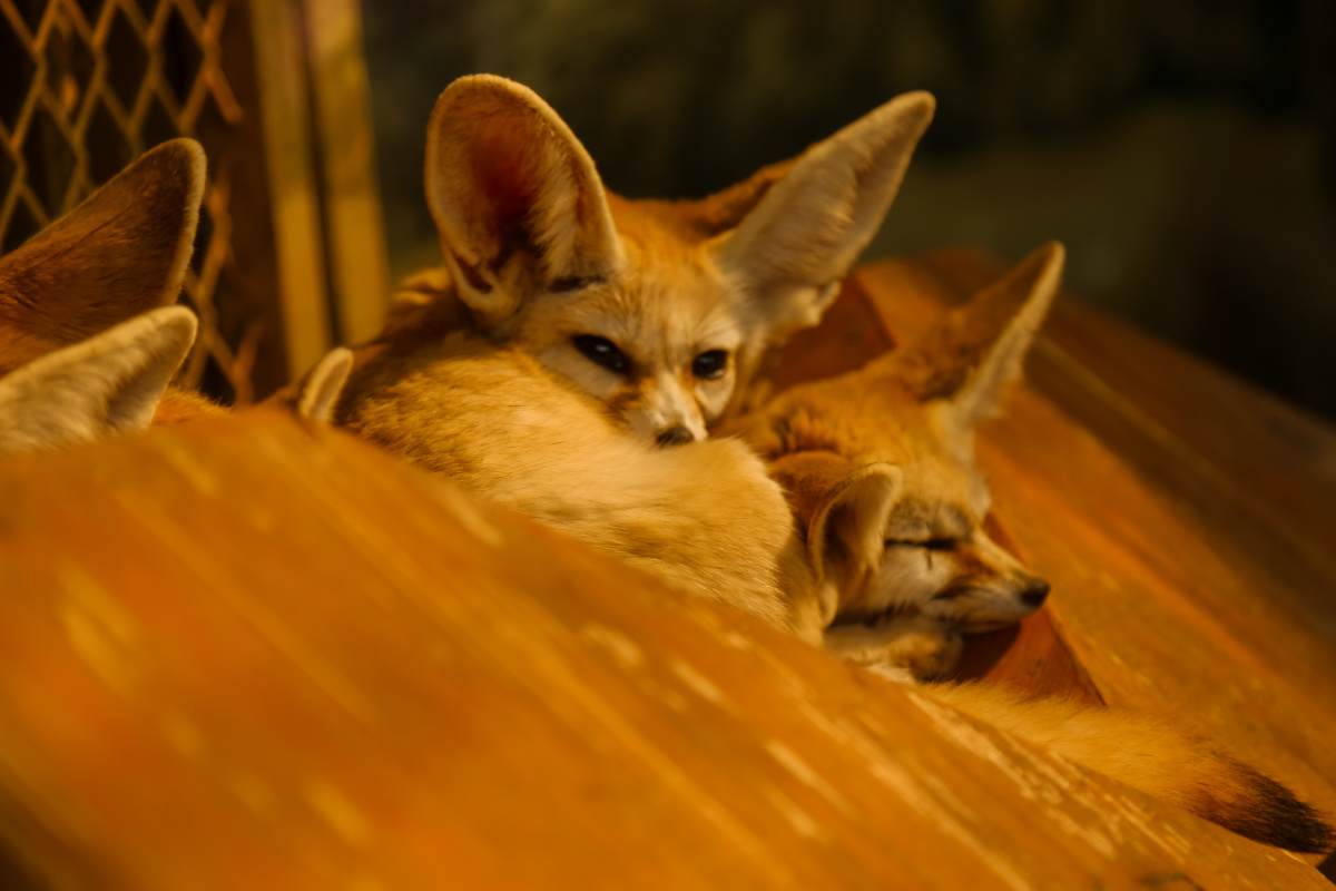 上海野生动物园阔耳狐