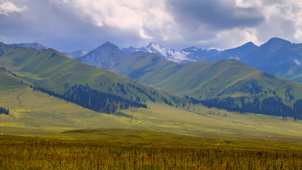 新疆伊宁那拉提大草原夏季雪莲谷