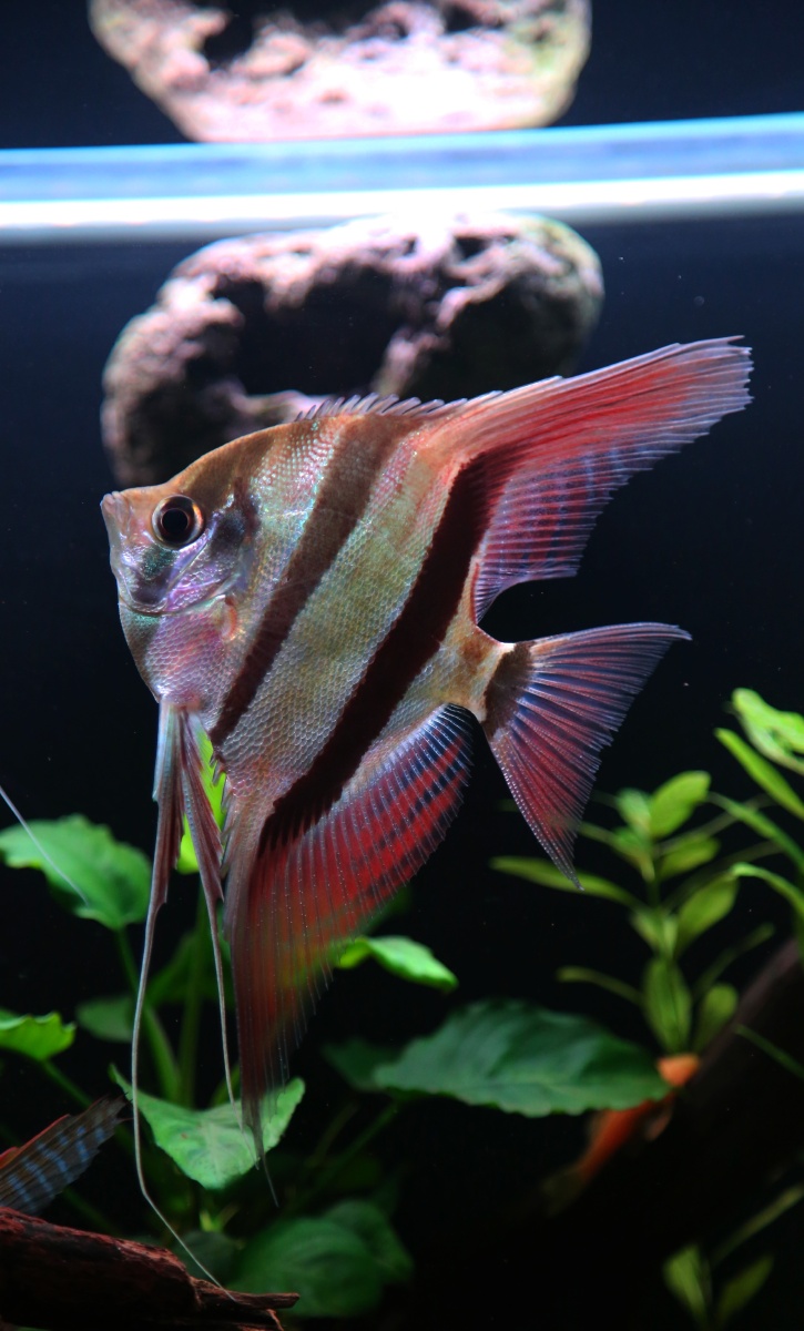 南美神仙鱼灯鱼异型合集