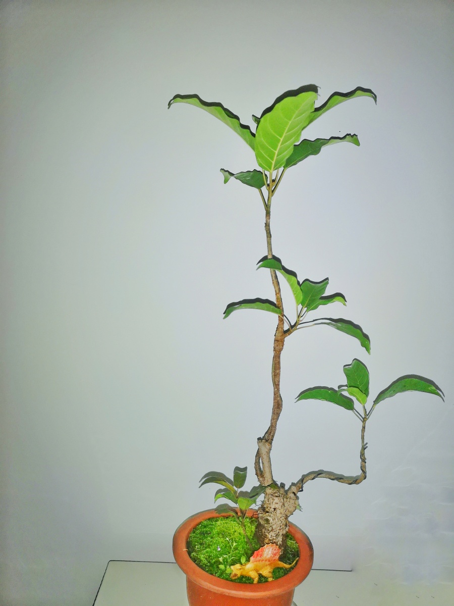 把雨关在窗外 - 岩豆藤