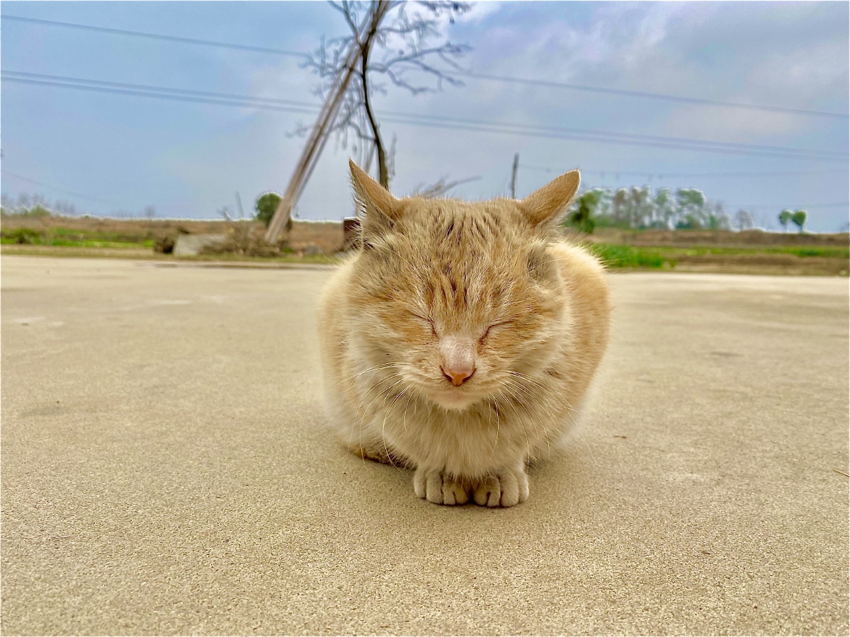 中华田园橘猫.