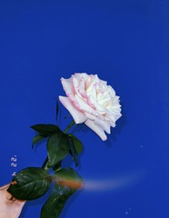 1748A743-9470-4F95-A356-04BC3C5C6A26/L0/001
