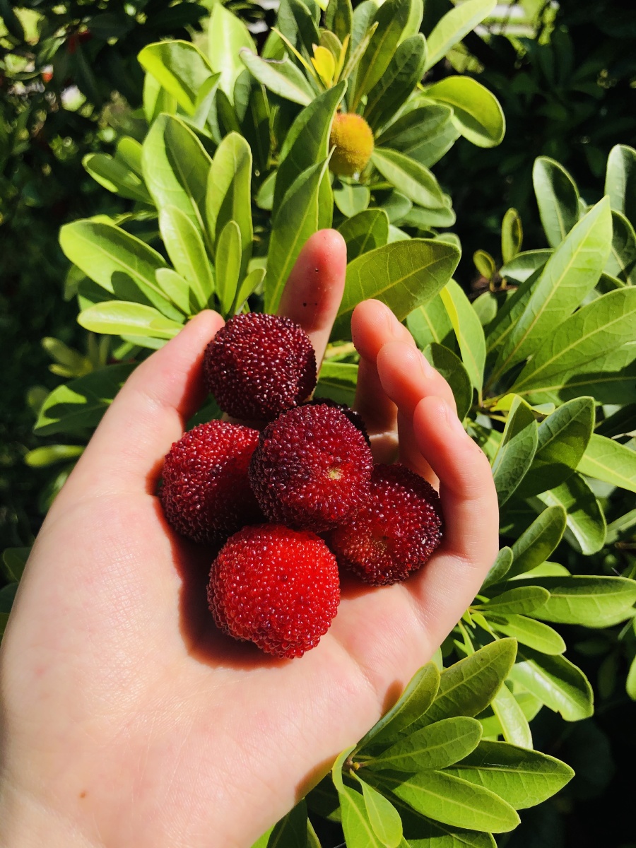 杨梅熟啦咬一口饱满爆汁