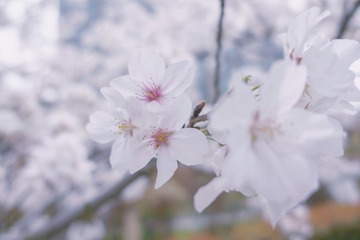 3165EB8E-3965-42AE-8445-7C1CFDA1A027/L0/001