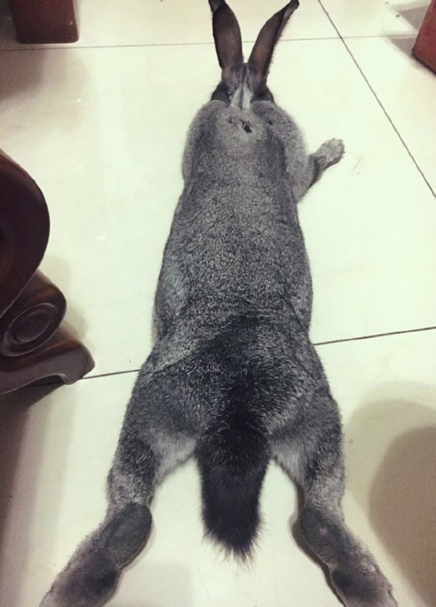 团子的日常 - 爱颠勺的王木木 - 图虫网 - 优质摄影师交流社区