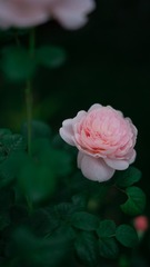 D5A6BE68-3827-42F1-88B0-A0D3D87DF449/L0/001