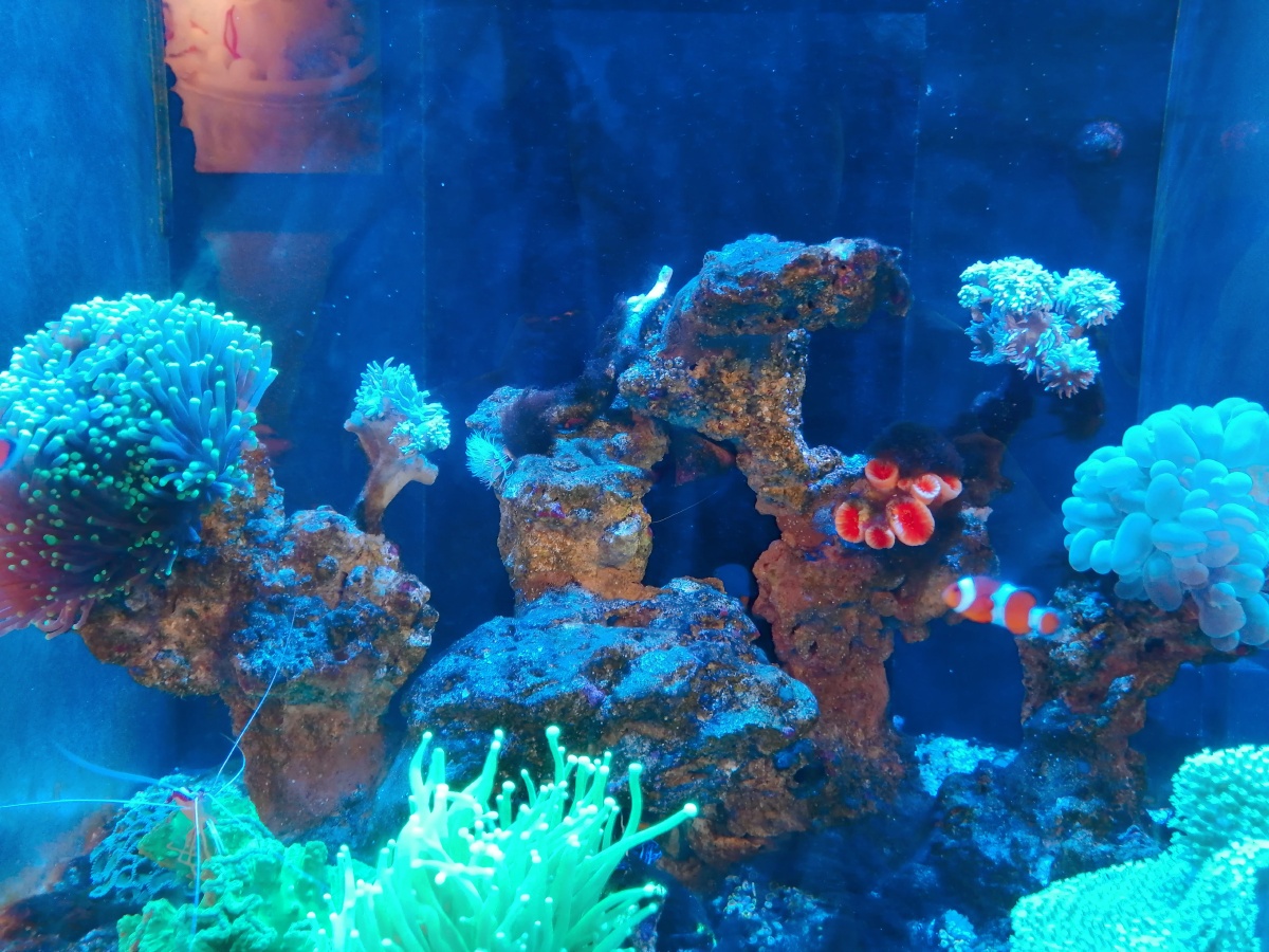 水族箱里的小丑鱼与海葵
