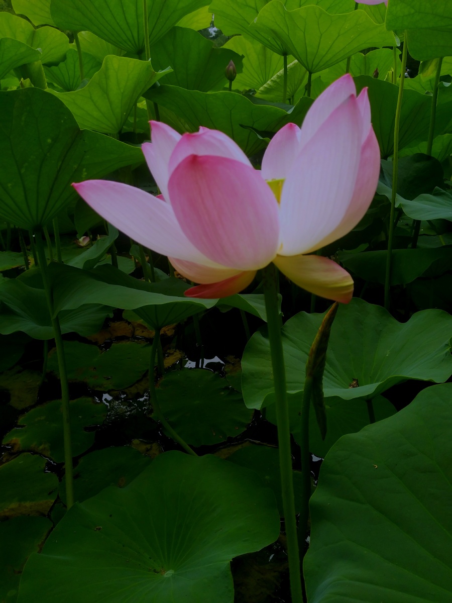 2021年图虫影像历征集 荷花特写组照16幅 (不自选日期) - 周洪宽