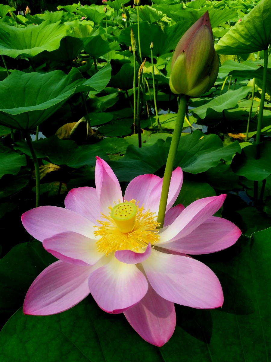 2021年图虫影像历征集 荷花特写组照16幅 (不自选日期) - 周洪宽