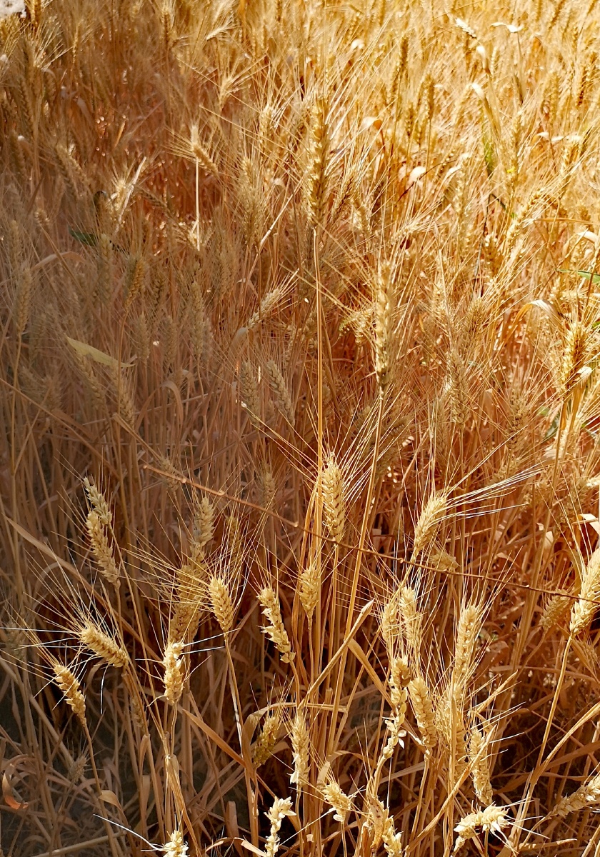 芒种时节@麦子熟了 - 寻梅2020 - 图虫