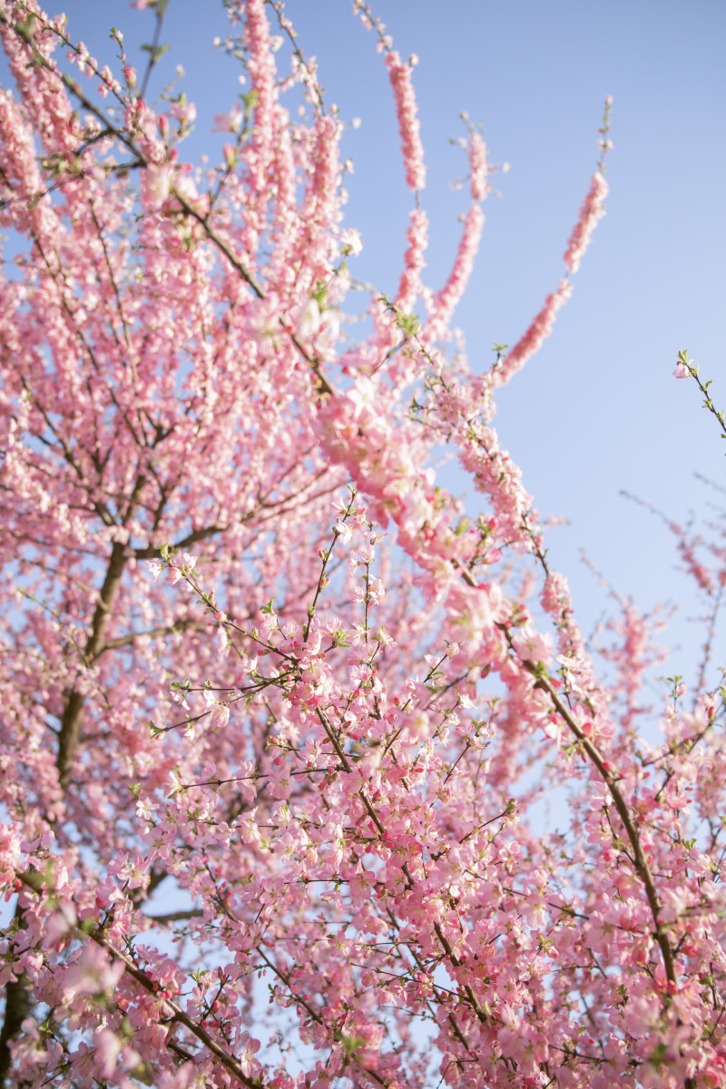 春日桃花