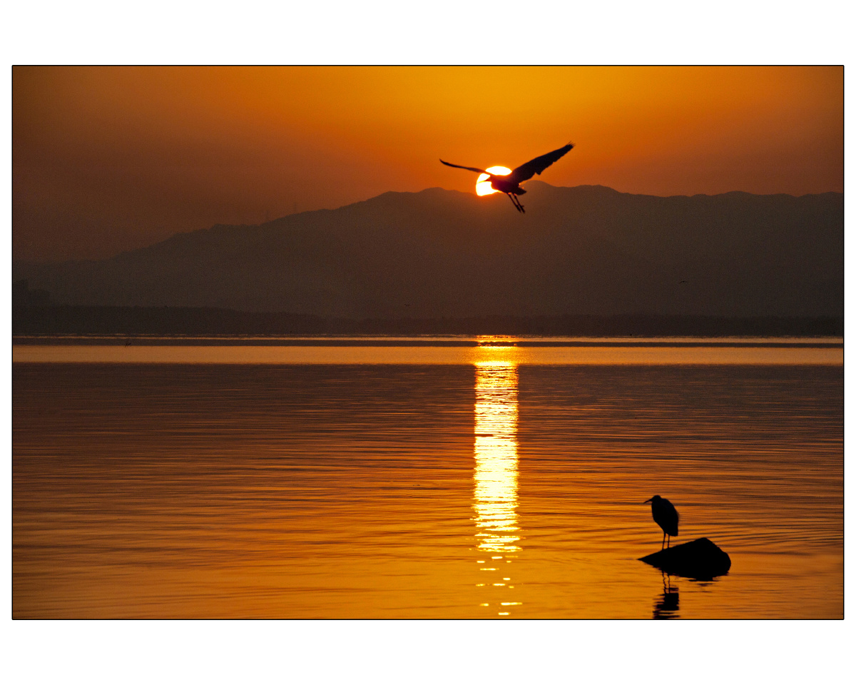 傍晚中飞翔的候鸟