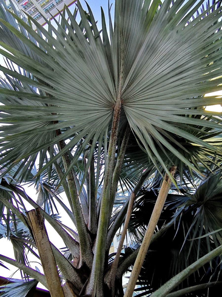 这般大的芭蕉扇,应是给神仙准备的
