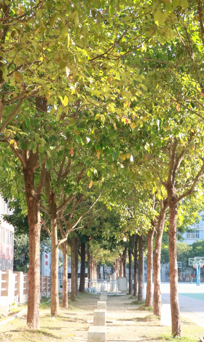 这短短的树荫下,承载了太多太多关于夏日青春校园的气息与回忆