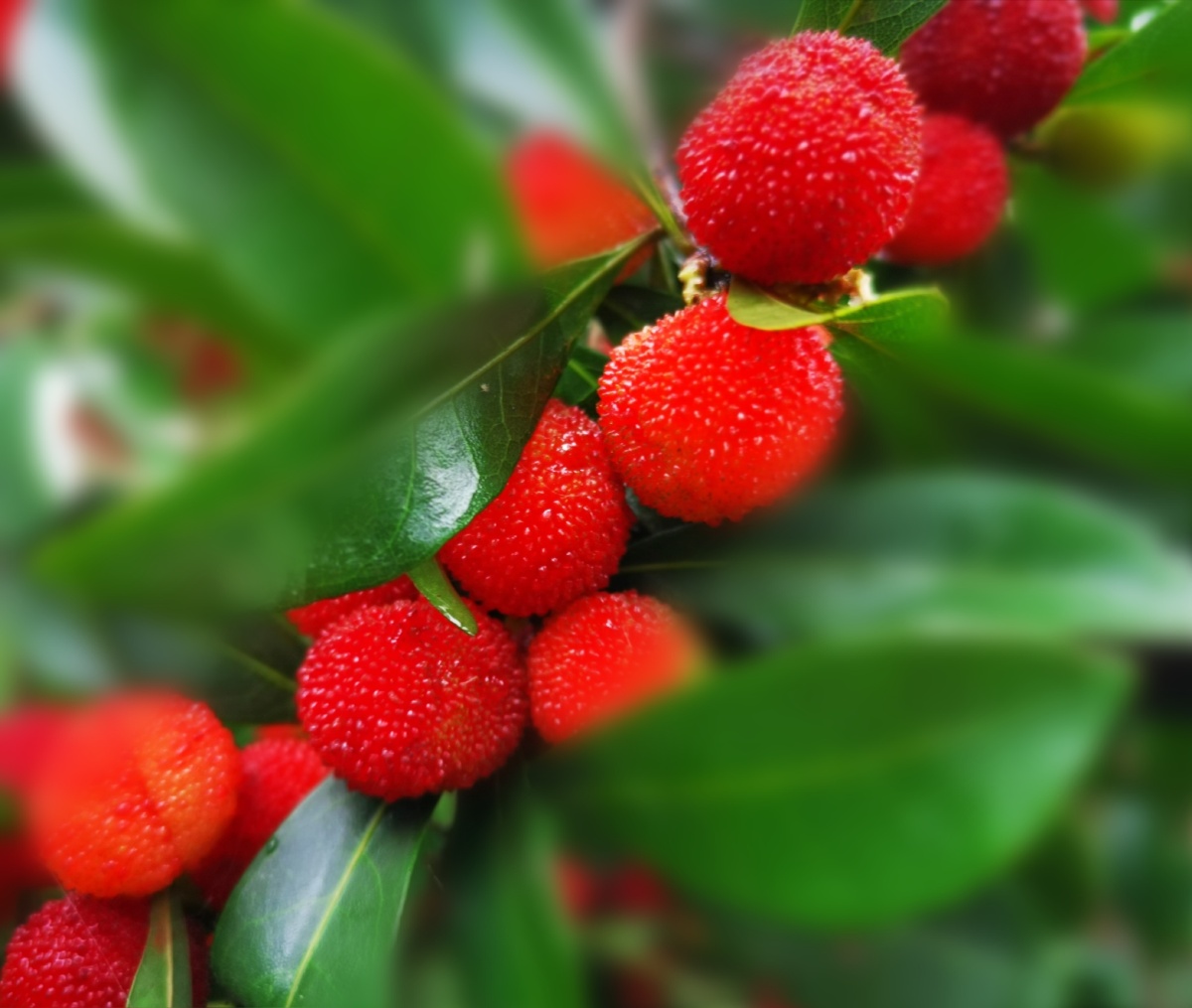 红与绿 又到采摘杨梅的季节了