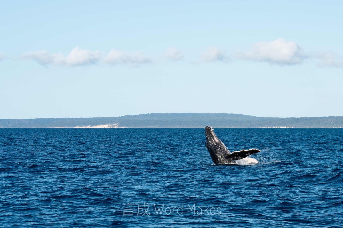 鲸鱼 赫维湾