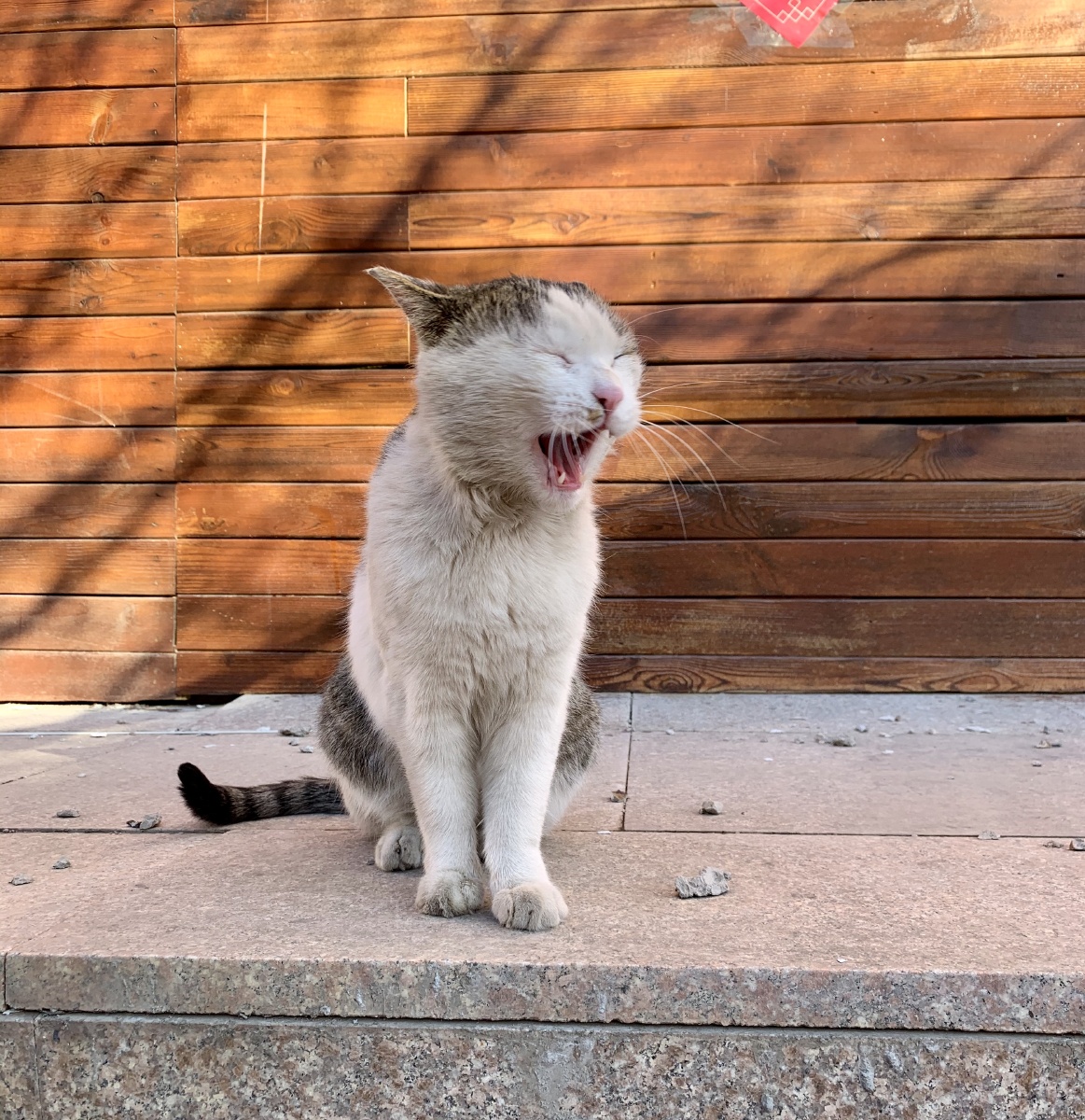 喵- 屹耳尾巴上的蝴蝶结 - 图虫