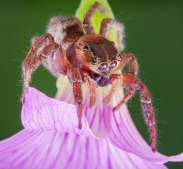 IMG_7266av