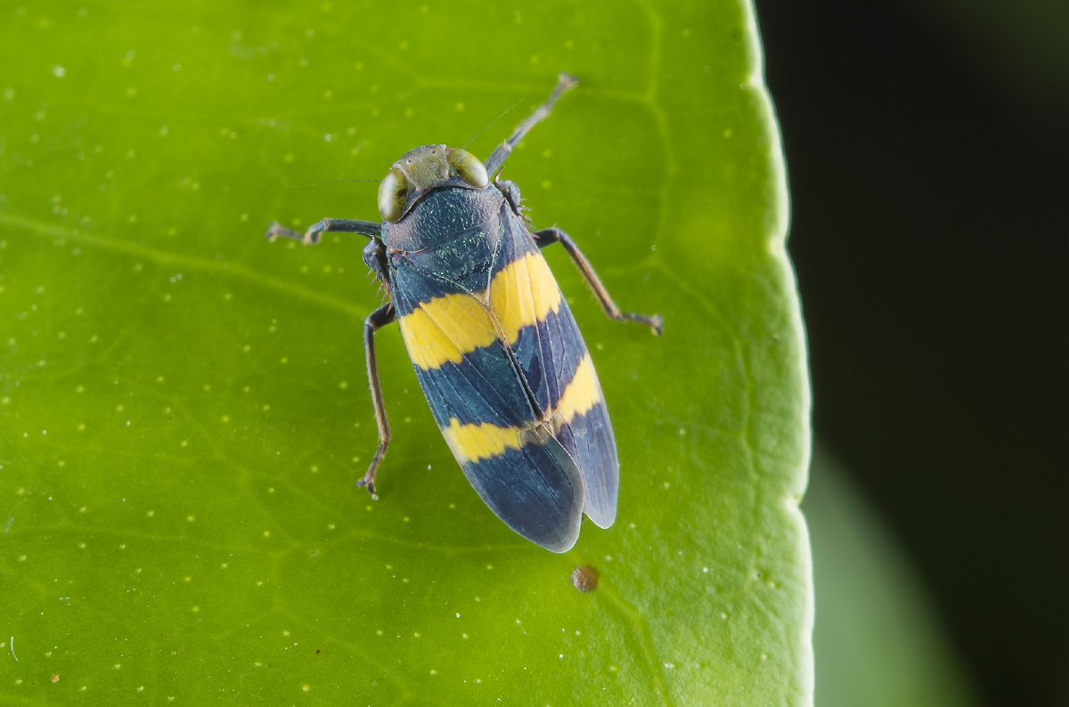 黑颜单突叶蝉lodianabrevis