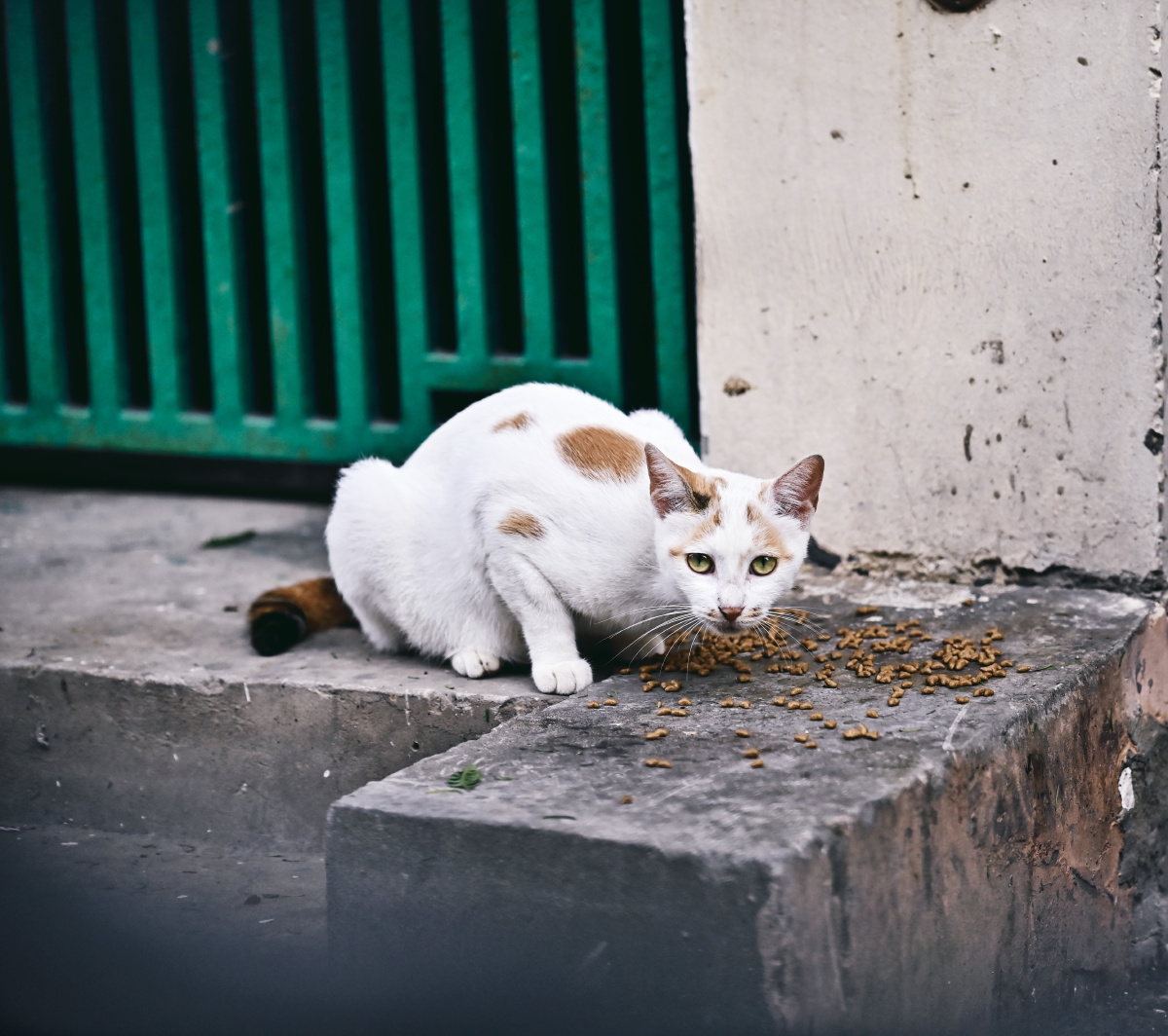 流浪猫 - 宠物摄影小可 - 图虫