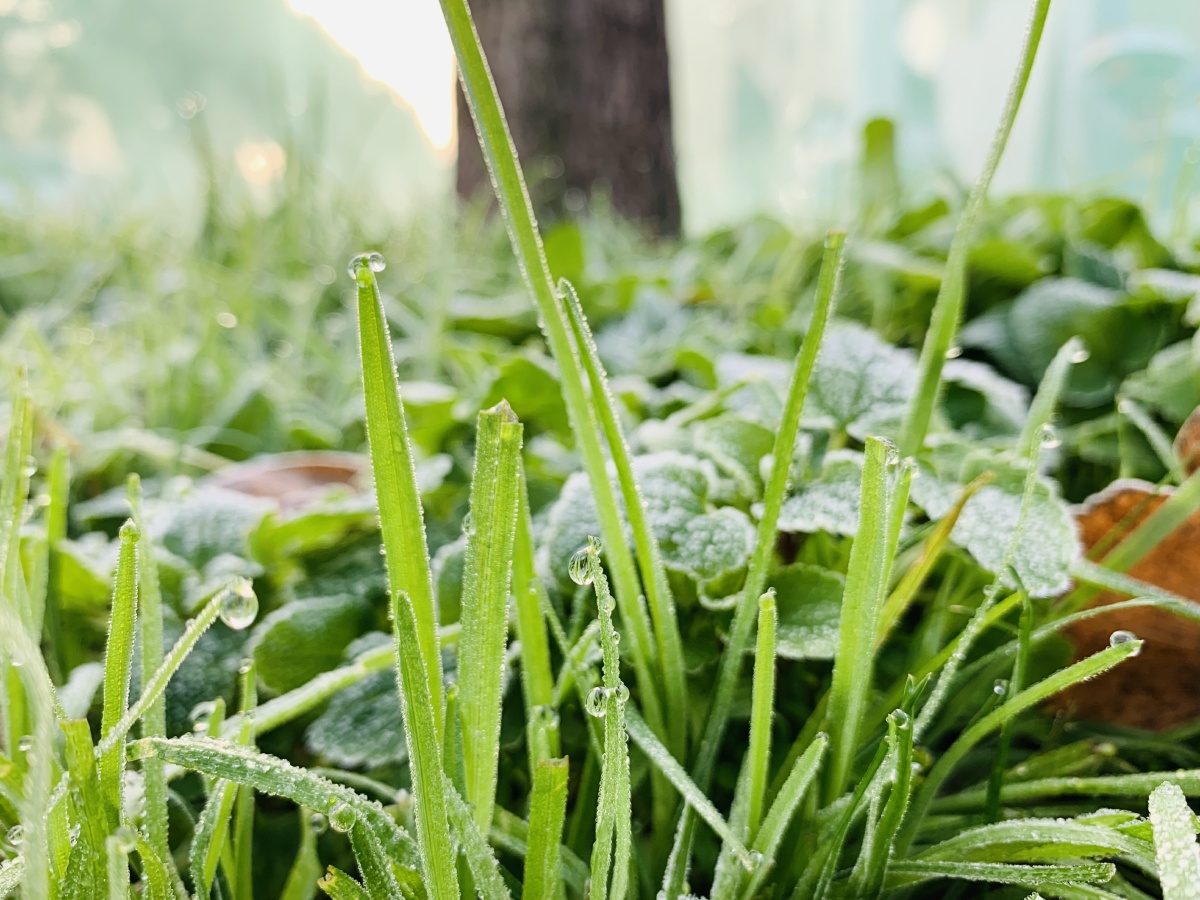 像往常一样早锻炼,今日的霜极美,挂在小草叶子上的露珠变的异常晶莹