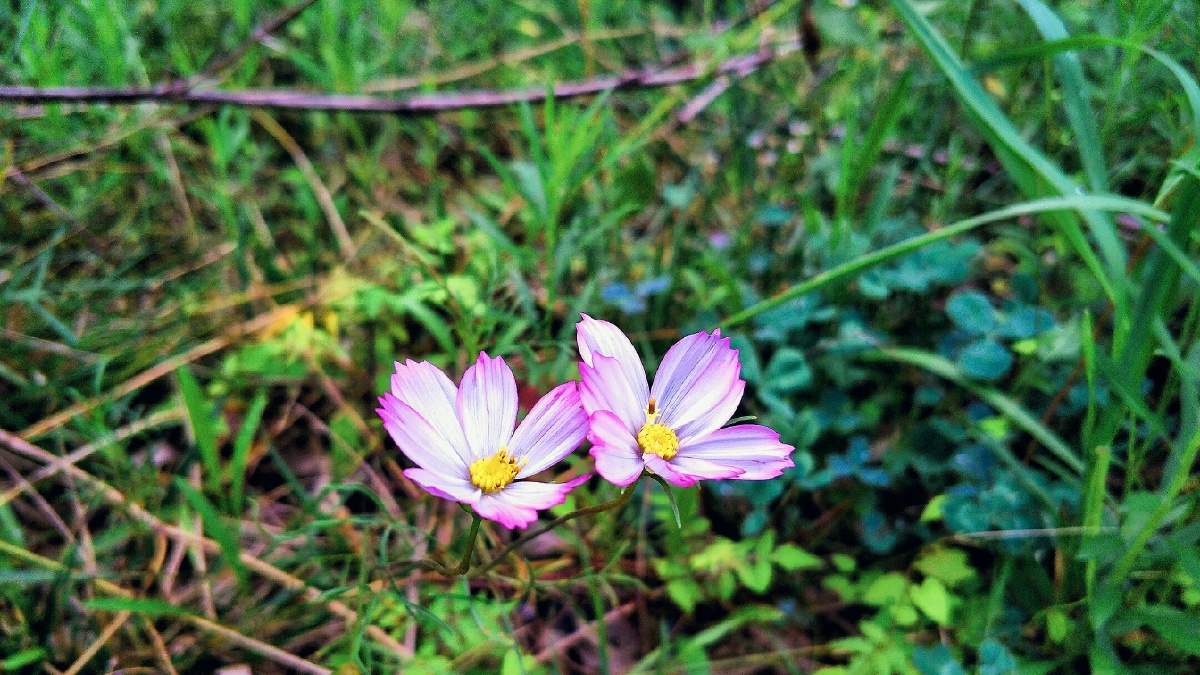 晚上散步发现路边两朵野花努力绽放旁边绿油油的小草衬托着花儿