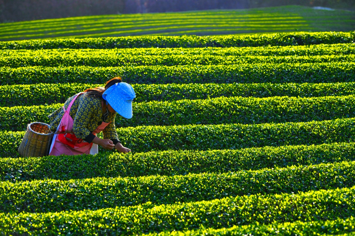 雨前茶宜兴茶场采茶季