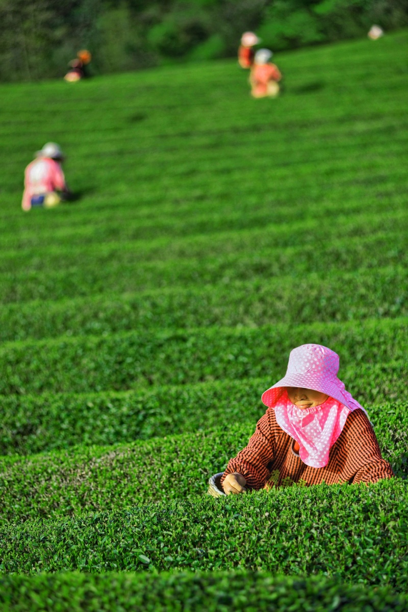 雨前茶宜兴茶场采茶季