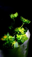 775BF0C7-1EB1-42AC-9959-3410E27A5FD8/L0/001
