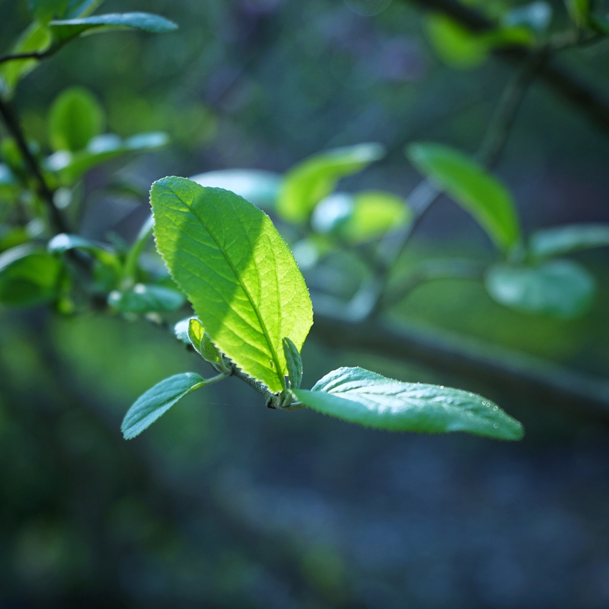 天气晴好微风撩人拿出尘封一年半的相机出去感受了一下春天的味道