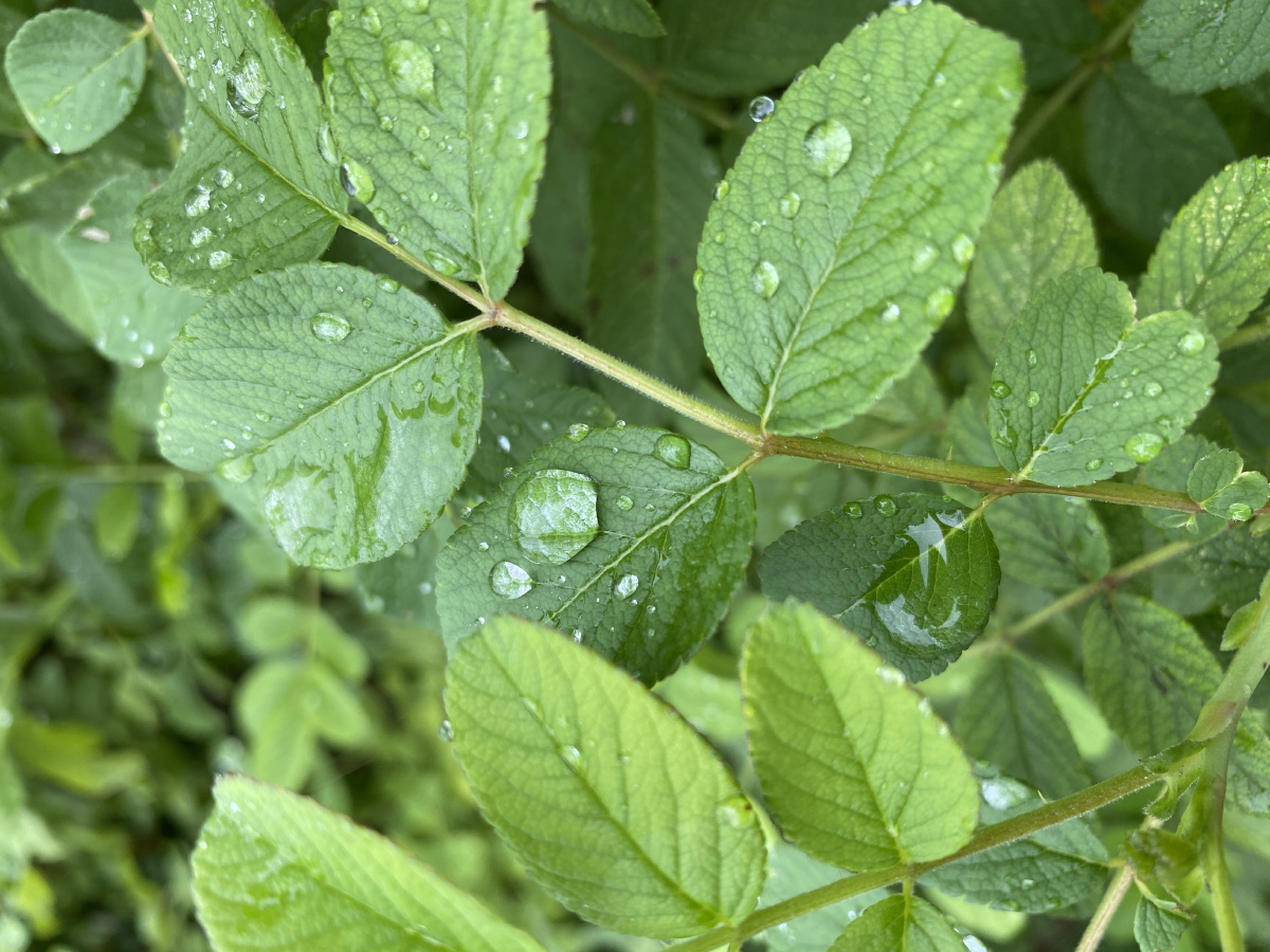 生机勃勃的绿色夏天