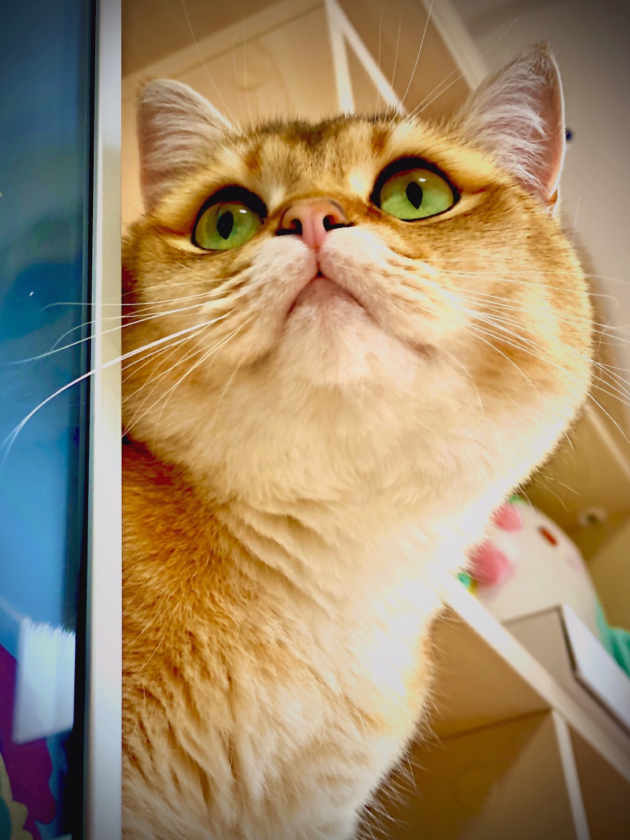 大脸猫猫