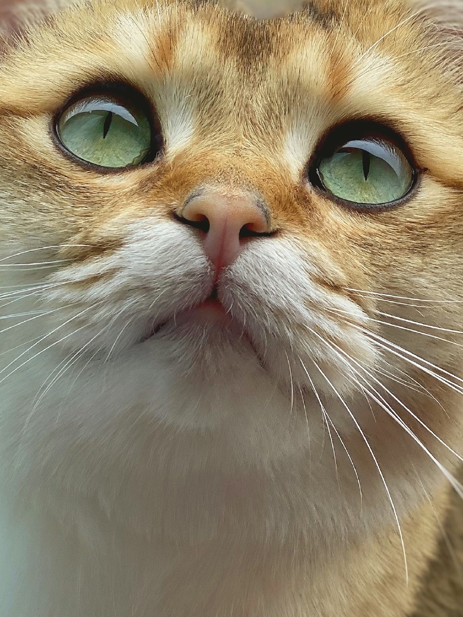 水汪汪的大眼睛