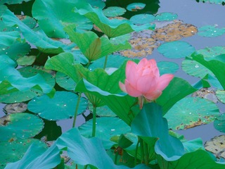 95F08D09-C944-45F6-8694-028AF7002C70/L0/001