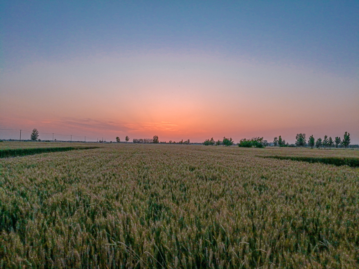 夏日乡村——麦田风光