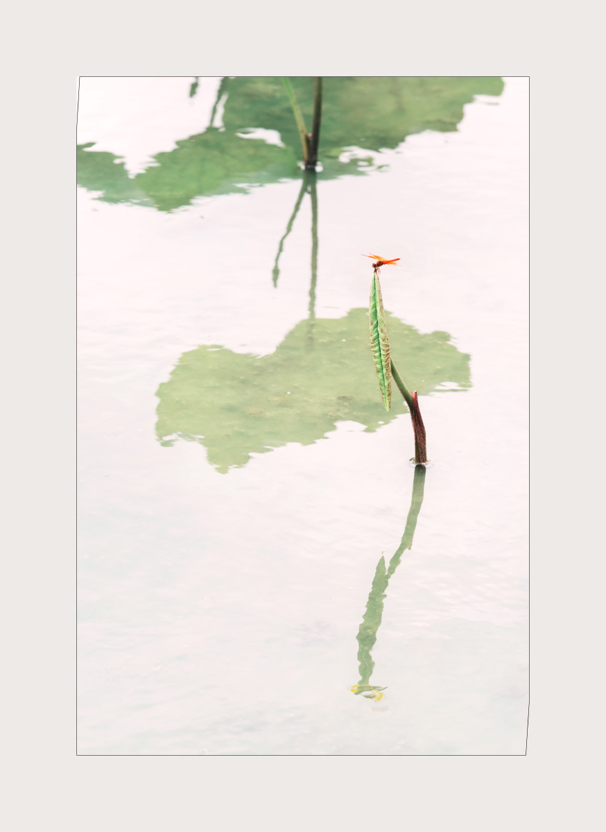 一片风光谁画得红蜻蜓点绿荷心