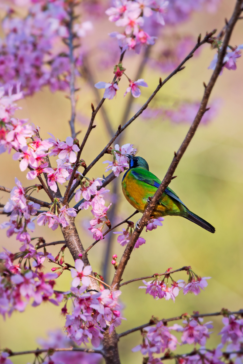 樱花～太阳鸟.乱花渐欲迷人眼,谁家新燕啄春泥.