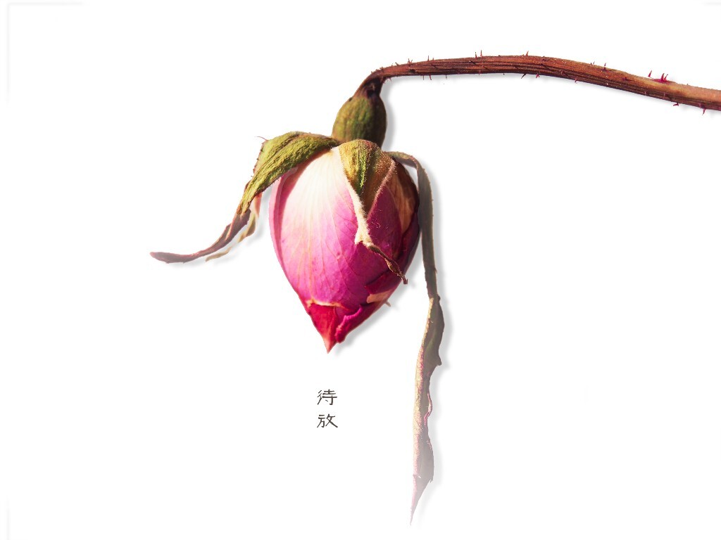 含苞待放，定格希望。