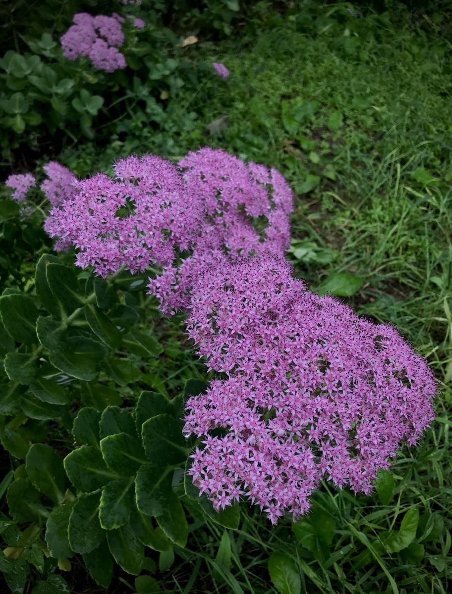 八宝景天花期正灿烂