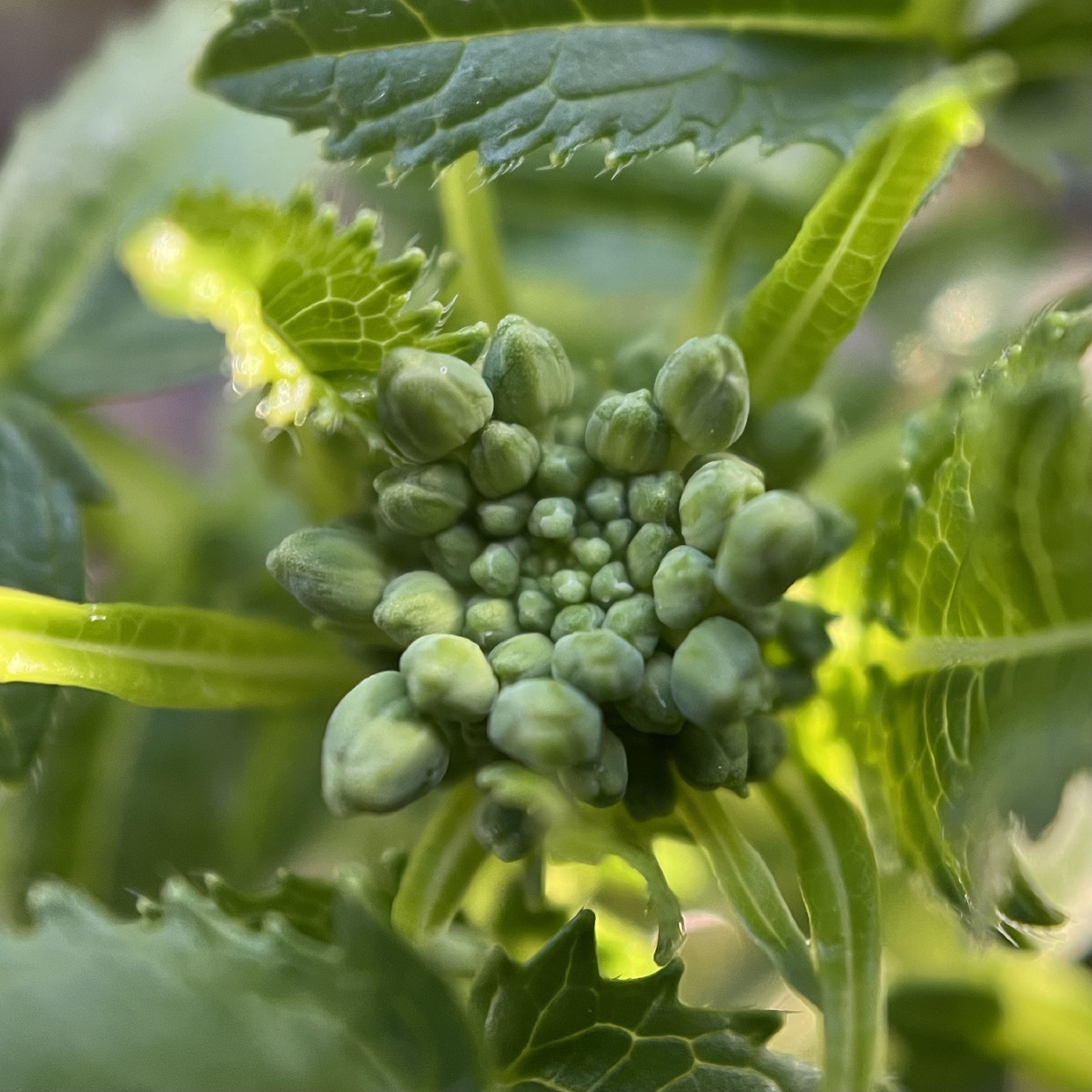 今日份春天虎耳草铜钱草萝卜花苞