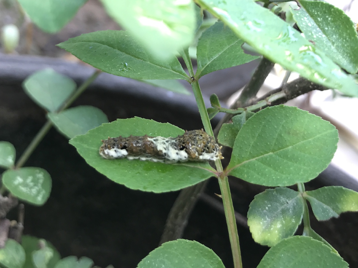 伪装成鸟屎的柑橘凤蝶幼虫