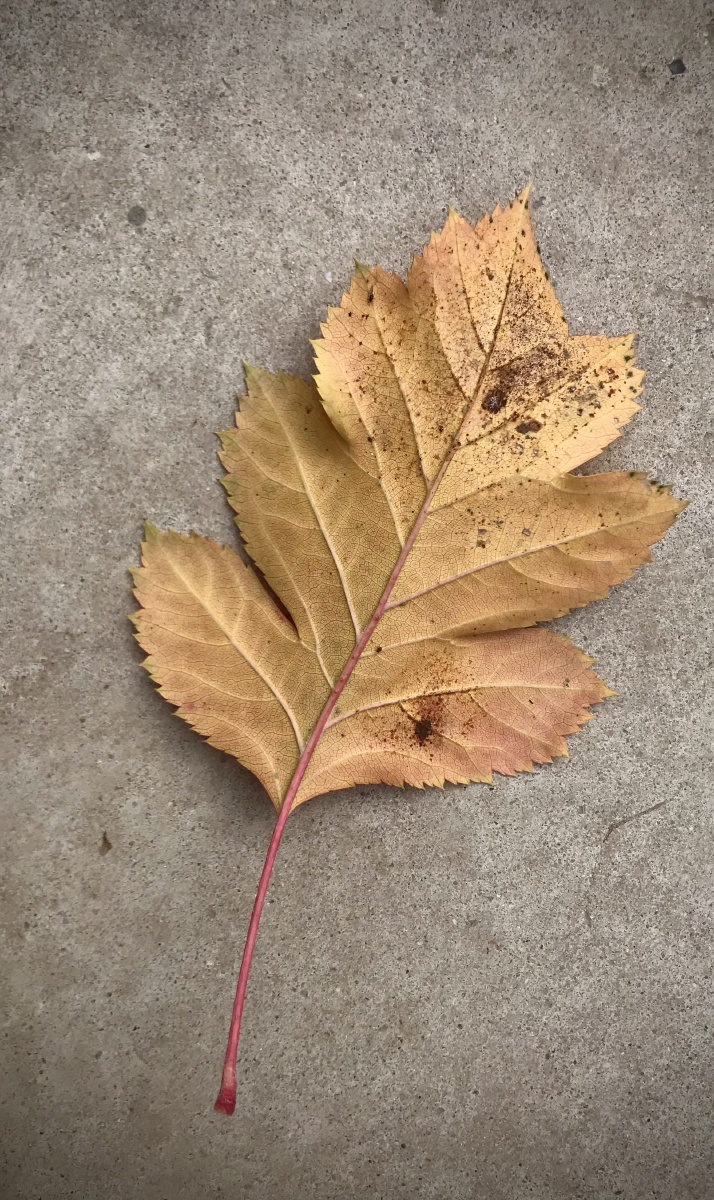 山楂树的叶子也红了